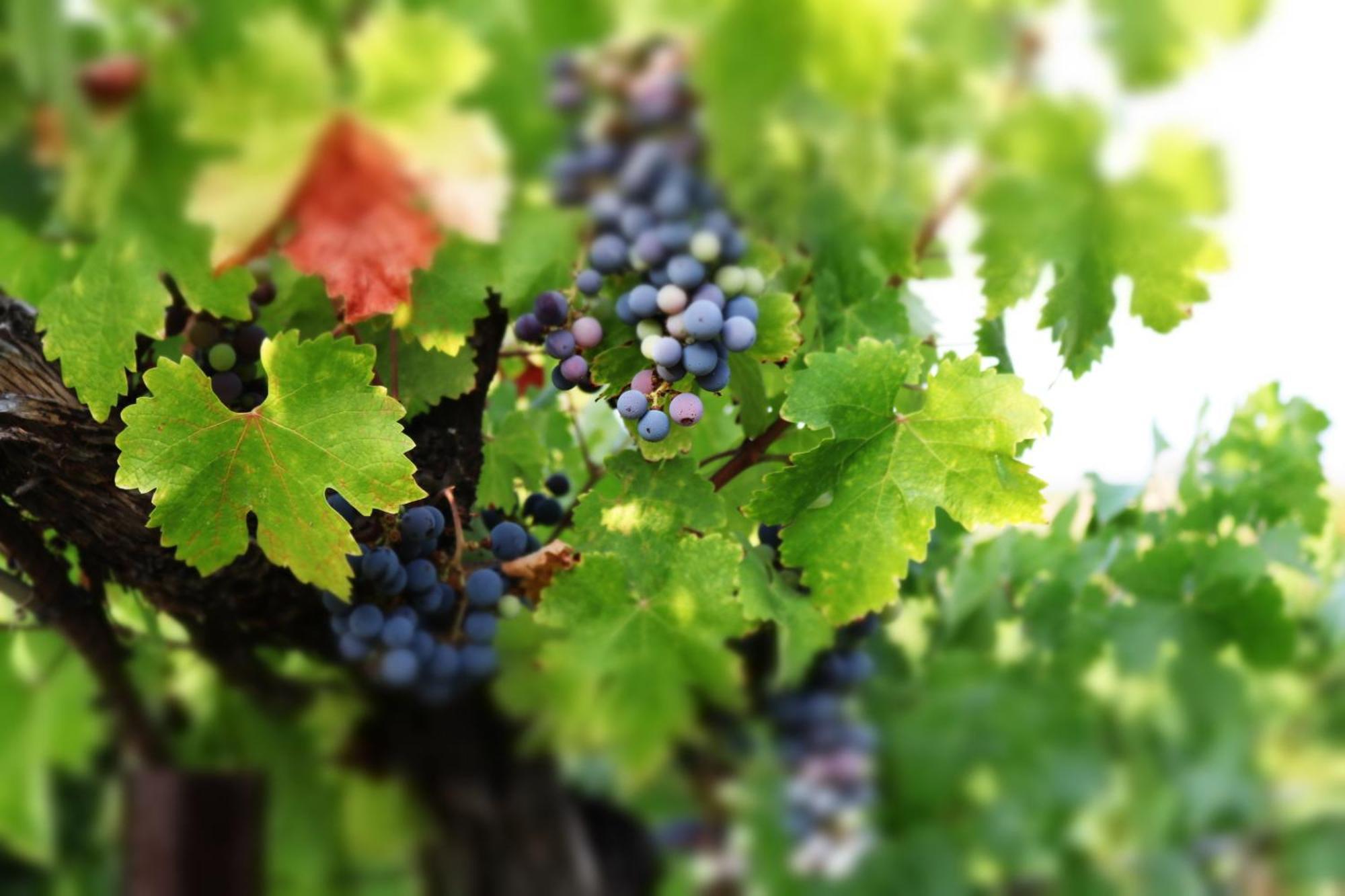 Churon Inn Winery Temecula Luaran gambar